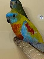 Turquoisine parkiet man, Dieren en Toebehoren, Mannelijk, Parkiet, Geringd