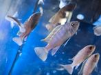 Metriaclima zebra red top 3-4cm, Dieren en Toebehoren, Vis