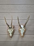 2 Ree Geweien samen €17.50Jacht Mancave b83, Ophalen of Verzenden, Hert, Gewei of Kop