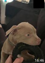 Hele lieve sociale pocket bully pup, Rabiës (hondsdolheid), 15 weken tot 1 jaar, Reu, Eén hond