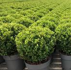Ilex crenata caroline upright bolvormen | groenblijvend, Ophalen of Verzenden, Minder dan 100 cm