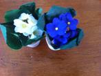 Zijde "Kaaps Viooltje" Blauw en/of Wit Nieuw, Huis en Inrichting, Kamerplanten, Ophalen of Verzenden, Overige soorten, Minder dan 100 cm