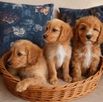 Prachtige Mini Doodle Pups 🩵💗, Dieren en Toebehoren, Honden | Chihuahua's en Gezelschapshonden, Nederland, Overige rassen, CDV (hondenziekte)