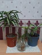 Diverse kamerplanten - Samen € 12,50, Huis en Inrichting, Kamerplanten, In pot, Minder dan 100 cm, Groene kamerplant, Halfschaduw