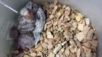 2 tamme grasparkietjes, Dieren en Toebehoren, Vogels | Overige Vogels, Meerdere dieren, Tam