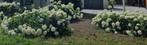 Witte Hortensia Struiken, Tuin en Terras, Planten | Tuinplanten, Vaste plant, Halfschaduw, Zomer, Ophalen