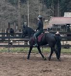 Verzorgpaard gezocht/bijrijder aangeboden!, Diensten en Vakmensen, Dieren | Paarden | Verzorging, Oppas en Les, Ruiter of Bijrijder