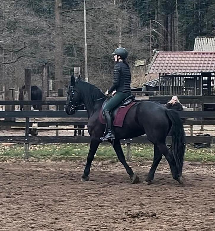 Verzorgpaard gezocht/bijrijder aangeboden!, Diensten en Vakmensen, Dieren | Paarden | Verzorging, Oppas en Les, Ruiter of Bijrijder