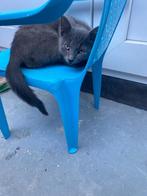 Lieve kitten te koop, Dieren en Toebehoren, Katten en Kittens | Raskatten | Korthaar, Poes, Ontwormd, 0 tot 2 jaar