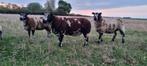 Bonte dekram, Mannelijk, Schaap, 0 tot 2 jaar
