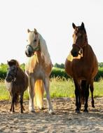 Met spoed stalling gezocht!!!, Dieren en Toebehoren, Stalling en Weidegang