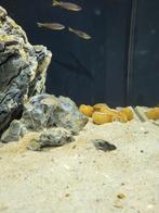 Neolamprologus Similis man, Dieren en Toebehoren, Vissen | Aquariumvissen, Vis