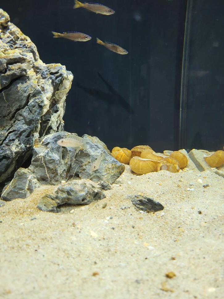 Neolamprologus Similis man, Dieren en Toebehoren, Vissen | Aquariumvissen, Vis