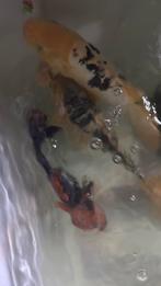 Koi karper, Dieren en Toebehoren, Vissen | Vijvervissen