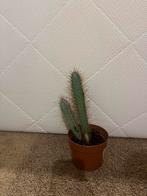 Cactus en 2 vetplanten, Cactus, Minder dan 100 cm, Volle zon, Ophalen