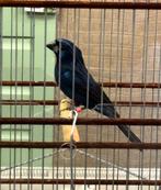 Te Koop Braziliaanse Blauwe Bisschop 2022, Mannelijk, Wildzangvogel, Geringd