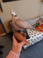 Opgezette Turkse tortelduif