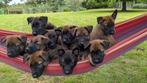 Mechelse Herder pups, Dieren en Toebehoren, 8 tot 15 weken, CDV (hondenziekte), Meerdere, Meerdere dieren