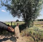 Gezocht: Stalling voor 2 paarden – omgeving Almelo (15 km), Dieren en Toebehoren, Stalling en Weidegang