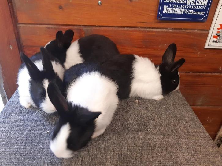 Jonge raszuivere Hollander konijntjes, Dieren en Toebehoren, Konijnen, Meerdere dieren, 0 tot 2 jaar
