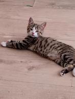 2 prachtige nestjes beschikbaar. Mogen weg, Dieren en Toebehoren, Katten en Kittens | Overige Katten, Kater
