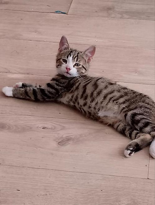 prachtige nestje beschikbaar. Mogen weg, Dieren en Toebehoren, Katten en Kittens | Overige Katten, Kater