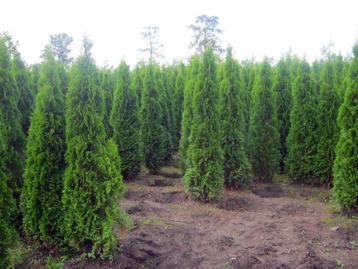 Thuja Smaragd solitair of voor haag, 1,80 m aanbieding!!! beschikbaar voor biedingen