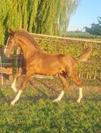 Tuigpaard hengstveulen, Minder dan 160 cm, Niet van toepassing, 0 tot 2 jaar, Hengst