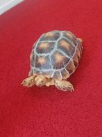 Landschildpad koppeltje te koop, 0 tot 2 jaar, Schildpad