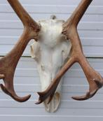 Groot gewei ALASKA KARIBOE (rendier), Verzamelen, Dierenverzamelingen, Ophalen, Gebruikt, Hert, Gewei of Kop