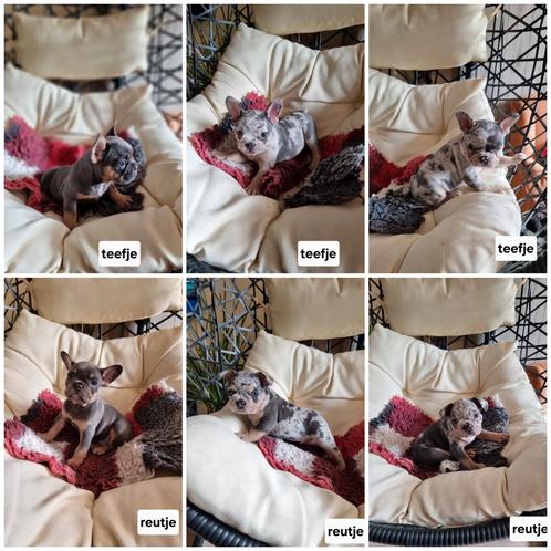 Mooie franse bulldog pups, Dieren en Toebehoren, Honden | Bulldogs, Pinschers en Molossers, Meerdere dieren, Bulldog, Fokker | Hobbymatig