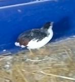 Mooi haantje chinese dwergkwartel, Dieren en Toebehoren, Pluimvee, Mannelijk, Kip