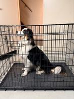 Hondenbench zwart, 107 x 69 x 76 cm, Ophalen, Gebruikt, 65 tot 100 cm, Hondenhok