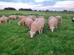 Mooie Dekrammen te koop, Dieren en Toebehoren, Schapen, Geiten en Varkens, Mannelijk, Schaap