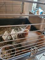 Konijn, Dieren en Toebehoren, Konijnen, Meerdere dieren, Klein, 0 tot 2 jaar