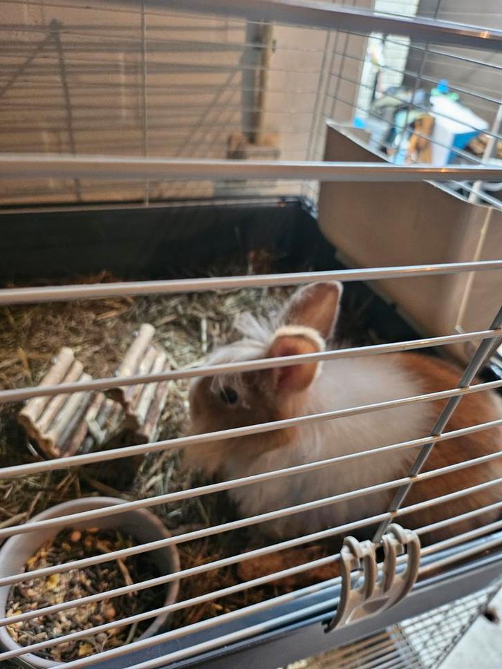 Konijn, Dieren en Toebehoren, Konijnen, Klein, Meerdere dieren, 0 tot 2 jaar