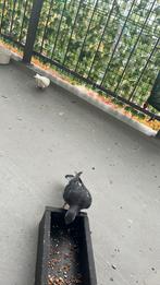 Duiven te koop 10 stuks, Dieren en Toebehoren, Vogels | Duiven, Meerdere dieren, Overige soorten