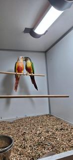 Koppel pyrrhura's, Dieren en Toebehoren