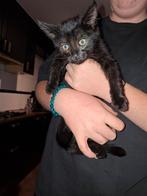 Laatste kitten ( vrouwtje )beschikbaar, Meerdere dieren