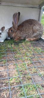 Vlaamse reus x Lotharinger GROOT, Dieren en Toebehoren, Meerdere dieren, Groot, 0 tot 2 jaar