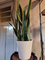 Grote Sanseveria met stenen ompot, Ophalen, Overige soorten, Halfschaduw, In pot
