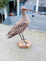 Opgezette wulp taxidermie, Ophalen, Zo goed als nieuw, Vogel, Opgezet dier