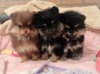 Nog 2 mega schattige mini pomeranian puppys ️, Dieren en Toebehoren, Keeshond, 8 tot 15 weken, Meerdere, Meerdere dieren