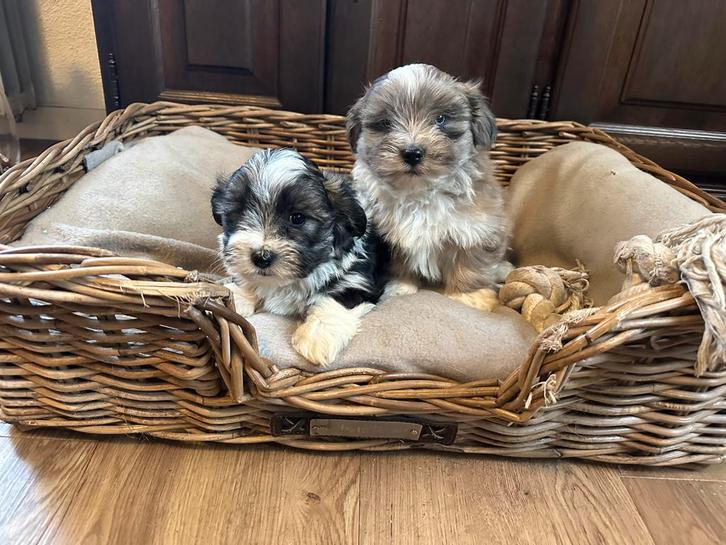 Malthezer X thi thu pups te koop, Dieren en Toebehoren, Honden | Chihuahua's en Gezelschapshonden, Meerdere dieren, Overige rassen