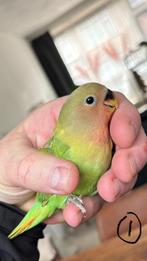 Agapornis kuikens, Meerdere dieren, Dwergpapegaai of Agapornis, Geringd