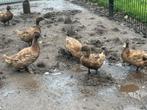 Khaki Campbell eenden, Dieren en Toebehoren, Pluimvee, Meerdere dieren, Eend