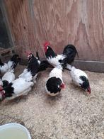 Kippen lakenvelder groot, Dieren en Toebehoren, Pluimvee