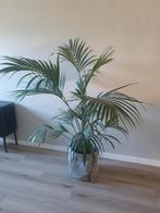 Kentia palm 150cm (exclusief mand), Ophalen, Palm, Halfschaduw, In pot
