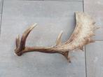 Gewei damhert, Ophalen, Zo goed als nieuw, Hert, Gewei of Kop