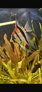 Rio manacapuru red shoulder, Vis